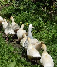 Image result for Cute Ducks in a Row