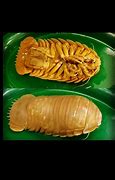 Image result for Isopod Fish Tongue