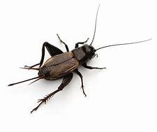 Image result for Cricket Pictures Bug