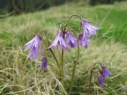 Image result for Soldanella cyanaster