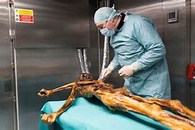 Image result for Otzi The Iceman
