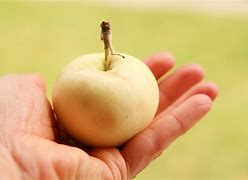 Image result for Spotted Yellow Apple