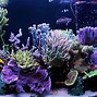 Image result for Ich On Saltwater Fish