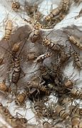 Image result for Pinhead Crickets