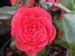 Image result for Camellia japonica Coquetti