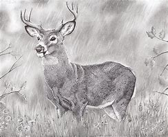 Image result for Whitetail Deer Drawing