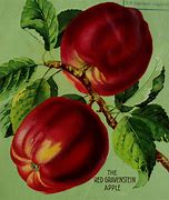 Image result for Gravenstein Apple Vintage Advertising Painted Pictures