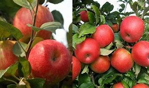 Image result for Honeycrisp Apple Tree Care