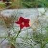 Image result for Cypress Vine Poisonous