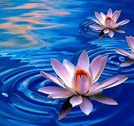Image result for Flying Lotus Art