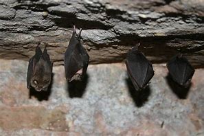 Image result for Timorese Horseshoe Bat