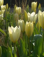 Image result for Tulipa Purissima