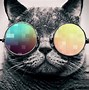 Image result for Cool Backgrounds of Cats