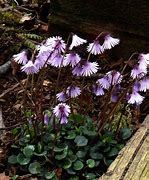 Image result for Soldanella alpina Spring Symphony