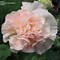 Image result for Alcea rosea peachy shades