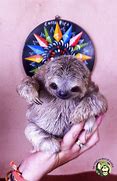 Image result for Funny Sloth