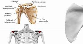 Image result for coracoides