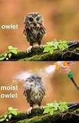 Image result for Owl Humor