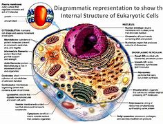 Image result for Cell and Its Compenents
