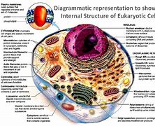 Image result for Parts of Cell Chart