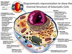 Image result for Cell Organelle Structure and Function Chart