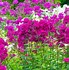 Image result for Phlox Sweet Sensation ® (Paniculata-Group)