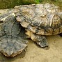 Image result for Aspideretes Trionychidae