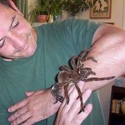 Image result for World's Largest Spider Web