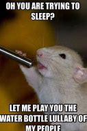 Image result for Adorable Hamster Memes