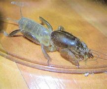 Image result for Squished Mole Cricket