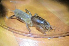 Image result for Animalcrossing Mole Cricket