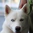 Image result for Hokkaido Dog Breed