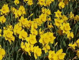 Image result for Narcissus Dutch Master