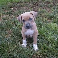 Image result for Cute Pitbull Mix Puppies