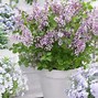 Image result for Syringa Flowerfesta White