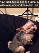 Image result for Funny Small Dog Memes
