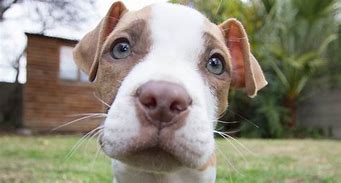 Image result for Red Nose Pit Bull Brown and White