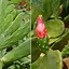 Image result for Tall Nopal Cactus