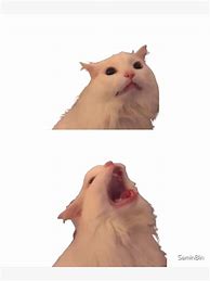 Image result for White Cat Scream Meme