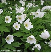 Image result for Anemone nemorosa JS® La Rochanne