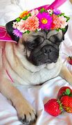 Image result for Cutest Pug in the World