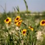 Image result for Arizona Yellow Wildflowers