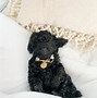Image result for Cute Teacup Dogs