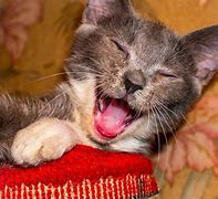 Image result for Dogs and Cats Laughing