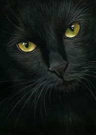 Image result for Black Cat Artwork