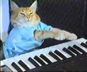 Image result for Keyboard Cat Meme