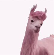 Image result for Dancing Llama Meme