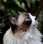 Image result for Long Hair Cat Breeds