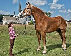 Image result for World's Largest Horse