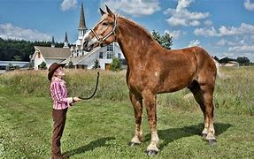 Image result for Tallest Horse Breed